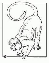Monkey Coloring Pages Animal Rainforest Animals Print Jr Cartoon Clipart Realistic Drawing Monkeys Colouring Jungle Orangutan Animaljr Clip Baboon Baboons sketch template