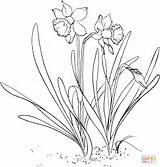 Daffodil Outline Drawing Getdrawings sketch template