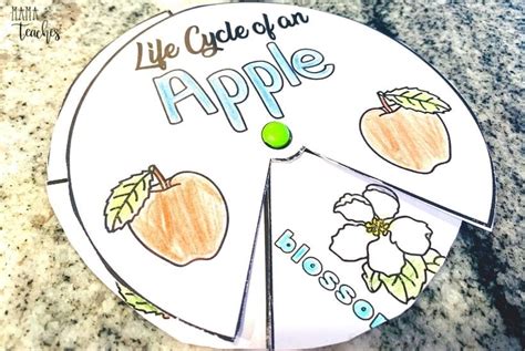 printable apple life cycle