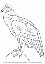 Condor Andean Draw Cóndor Andino Drawingtutorials101 Patrones sketch template
