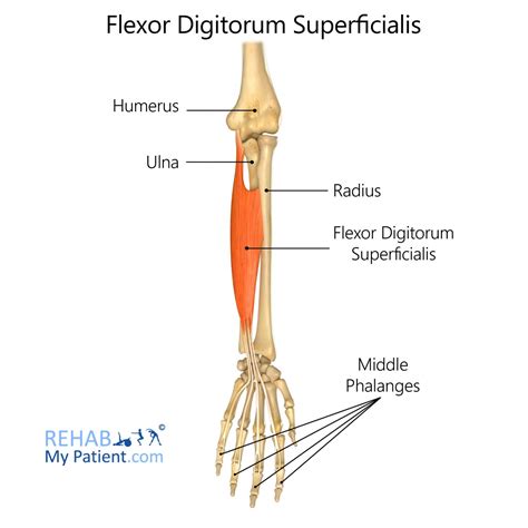 flexor digitorum profundus  superficialis median nerve