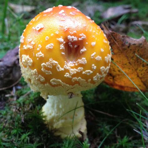 strange mushroom id upstate  york mushroom hunting