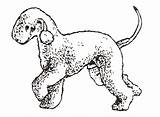 Bedlington Terrier 1e sketch template