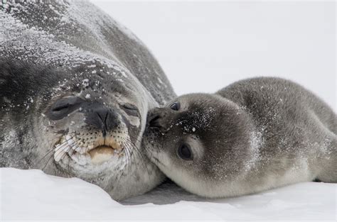 leopard seals characteristics reproduction habitat