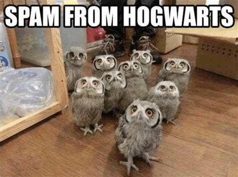 46 Harry Potter Memes That Even Us Muggles Can Enjoy