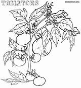 Tomato Coloring Pages Tomatoes Growing Colorings sketch template