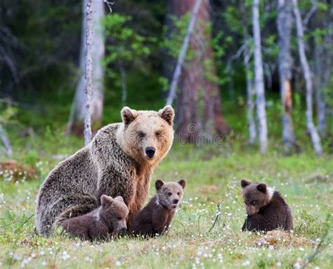 female brown bear   cubs stock image image  mother forest