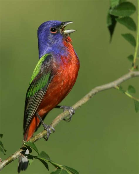 Painted Bunting Audubon Field Guide