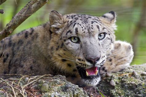 Lying Snow Leopard With Open Mouth Flickr Photo Sharing