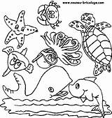 Animaux Marins Coloriages Coloriage sketch template