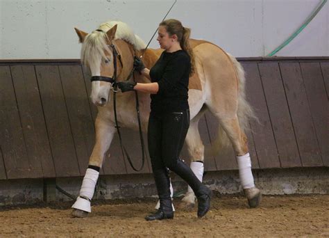 klassische handarbeit pferdausbildung vom boden kommunikation mit