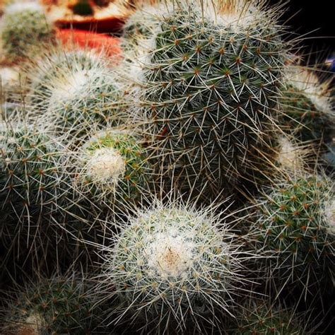prickly  word  douglas  welch