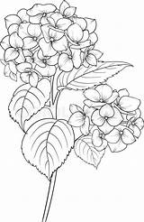 Hydrangea Flower Coloring Pages Vector Line Blooming Drawing Drawings Vectorstock Blumen Para Hydra Flowers Wood Printable Sketches Dibujos Baked Goods sketch template