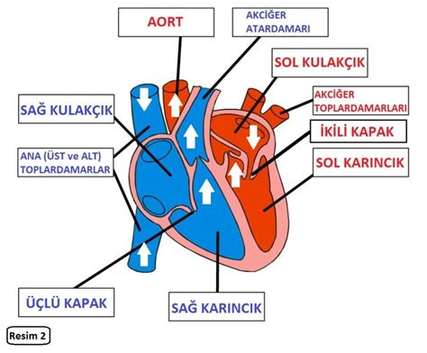 Kalbin Yapısı Ve Çalışması Doç Dr Osman Özdemir