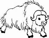 Bison Coloring Hairy Male Color sketch template