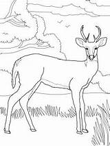 Coloring Deer Pages Whitetail Printable Tailed Drawings Choose Board Adult sketch template