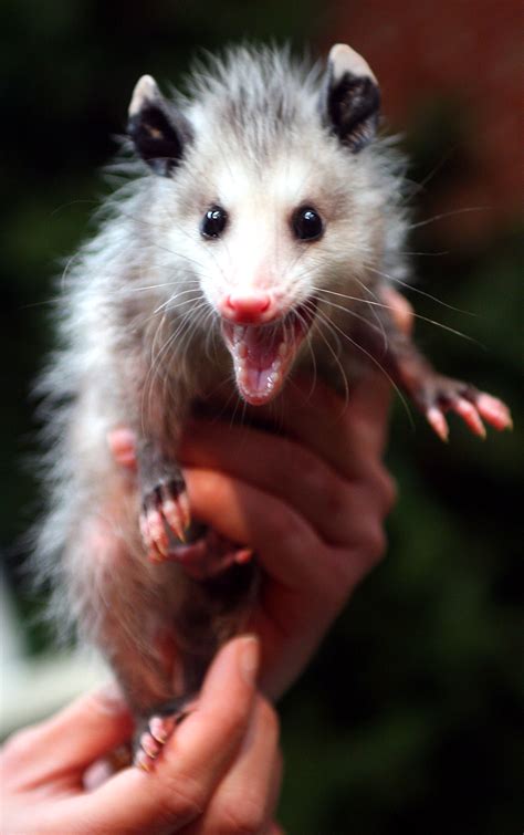 filebaby opossumjpg