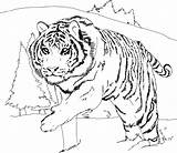 Tiger Coloring Pages Printable Kids sketch template
