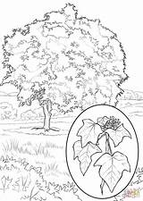 Tree Coloring Candlenut Drawing Pages Printable Sycamore Drawings Getdrawings Paintingvalley sketch template