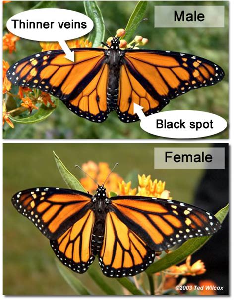 Male And Female Monarch Butterflies How Can You Tell