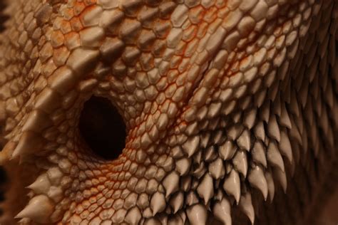 dragon skin flickr photo sharing