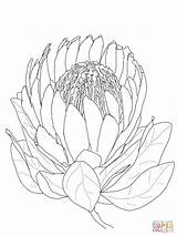 Protea Flower Coloring Line Drawing King sketch template