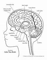 Brain Printables Labeling Cerebro Gehirn Physiology Partes Amygdala Limbic Nervioso Sistema Preschool Tumeur Cerebrale Emociones Margaret Jessop Psyd Ihrem Abrir sketch template