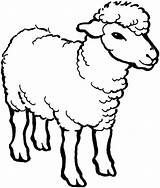Sheep Coloring Outline Pages Lamb Male Drawing Line Baby Minecraft Alpha Printable Color Coloringsky Cartoon Bighorn Kids Template Drawings Sheets sketch template