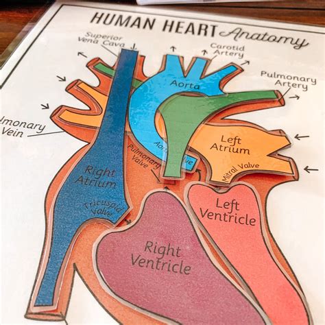 human heart anatomy printable activity vocabulary arrows