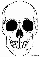 Skeleton Skelett Cool2bkids Kopf Ausmalbilder Skull Skeletons Skeletal Getdrawings sketch template