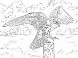 Falcon Falco Ausmalbilder Falke Prateria Pellegrino Prairie Peregrine Supercoloring Falcons Stampare Hawk Erwachsene sketch template
