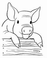 Colorir Cochon Pigs Porco Animaux Animales Bestcoloringpagesforkids Piglets Raisingourkids Pintarcolorir Desenhos Riscos Coloring4free Cerdo Porquinhos Coloriages sketch template