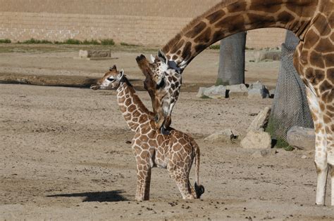 meet   baby animals   san diego zoo  safari park chula vista news newslocker
