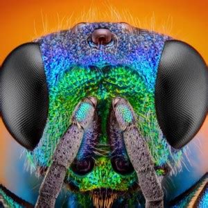 intro  entomology basics environmental significance