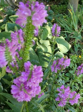 vaste plant paarse bloemen groeninfocom tuinforum