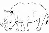 Rhino Rhinoceros Mewarnai Badak Binatang Designlooter Coloringbay Imagixs sketch template