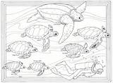 Turtle Coloring Sea Pages Turtles Baby Color Print Kids Mommy Animals Template Popular sketch template