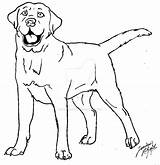 Coloring Pages Labrador Lab Chocolate Color Canis Deviantart Dog Drawings Printable Getcolorings Print Animals sketch template
