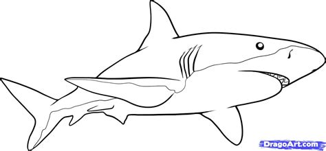 draw  shark step  step fish animals   drawing