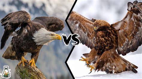 falcon images golden eagle compared  bald
