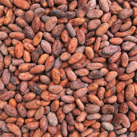 organic cacao beans  unpeeled raw  arriba criollo