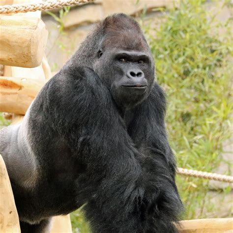 time   goodbye gorilla mann ivo verlaesst zoo berlin charlottenburg