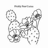 Cactus Coloring Pages Prickly Pear Toddlers Articles sketch template
