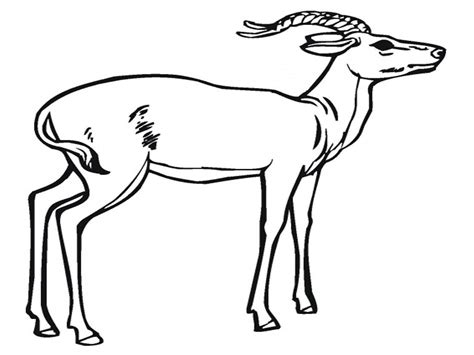 african animal coloring page  file