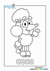 Bluey Coloriage Poodle Sheets Boy Xcolorings Rusty sketch template