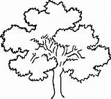 Tree Banyan Colouring Pages Outline Getcolorings Clipart Printable sketch template