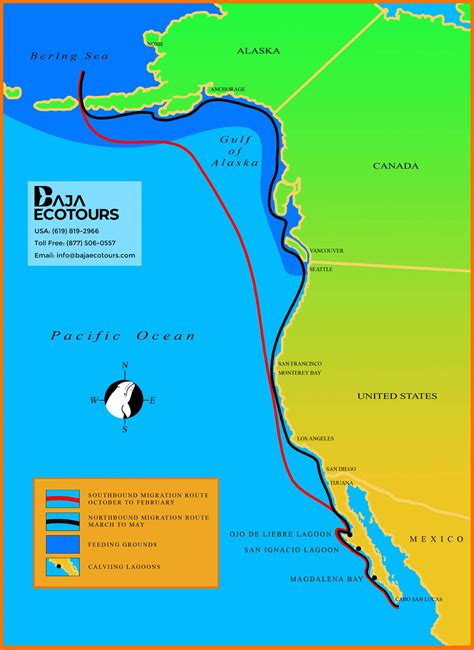 map   gray whale migration baja ecotours