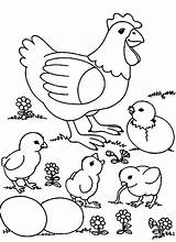 Coloring Chicks Eggs Chicken Pages Mother Egg Netart Color sketch template