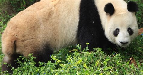 Giant Panda S Complicated Sex Life Revealed