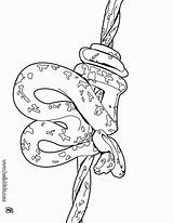 Coloring Boa Tree Anaconda Snake Pages Drawing Amazonian Color Green Tattoos Outline Animal Popular Serpent Reptile sketch template